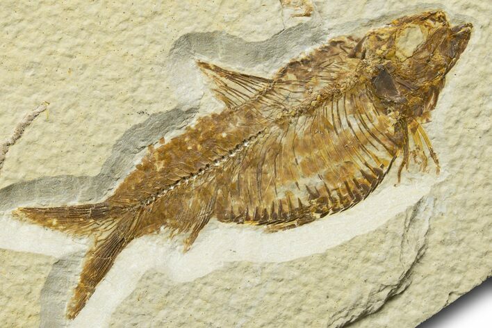 Detailed Fossil Fish (Knightia alta) - Wyoming #329716